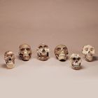 Somso 6-Skull Early Man Set