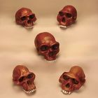 Anthropology Cranium Set