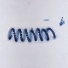 Cyanobacteria (blue-green algae) Microscope Slides, w.m.