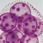 Volvox Microscope Slides, w.m.