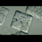 Salt Crystals Wm Microscope Slides