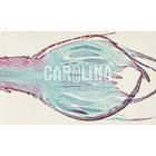 Beginner's Moss Life Cycle Microscope Slide Set