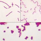 Bacterial Types Microscope Slides