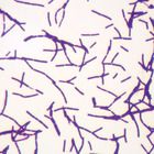 Typical Bacillus Bacteria Microscope slides, w.m.