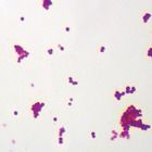 Typical Coccus Bacteria Microscope Slides, w.m.