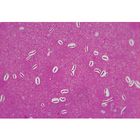 Bacterial Structures, Monerans (Prokaryotes) Microscope Slides, w.m.