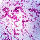 Bacterial Fat Bodies, w.m., Microscope Slide