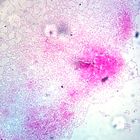 Bacterial Nucleoplasm, w.m., Microscope Slide