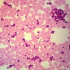 Bacterial Structure Special Preparations Microscope Slides (Monerans, Prokaryoyes), w.m.