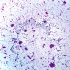 Stagnant Water Bacteria, w.m., Microscope Slide
