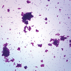 Yogurt, w.m., Microscope Slide