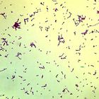 Bacillus cereus, w.m. Microscope Slide