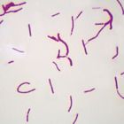 Bacillus Subtilis Wm Microscope Slide