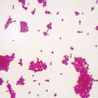 Escherichia coli Slide, w.m.