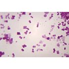 Haemophilus Influenzae Wm Microscope Slide