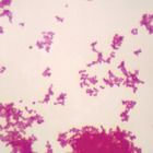 Klebsiella pneumoniae, w.m. Microscope Slide