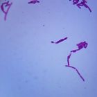 Lactobacillus Acidophilus Wm Microscope Slide