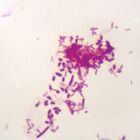 Pseudomonas aeruginosa, w.m. Microscope Slide