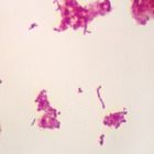 Salmonella (Eberthella) typhi, w.m. Microscope Slide