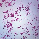 Shigella dysenteriae, w.m. Microscope Slide