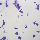 Staphylococcus aureus and epidermidis, Microscope Slides, w.m.