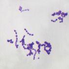 Streptococcus Microscope Slides, w.m.