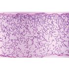 Nostoc, sec. Microscope Slide