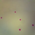 Peridinium, w.m. Microscope Slide
