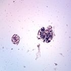 Endolimax Nana, Cysts, w.m., Microscope Slide
