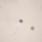 Entamoeba coli, Smear, Microscope Slides