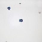 Entamoeba Histolytica Smear Microscope Slides