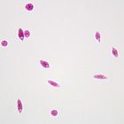 Euglena Slide, w.m.