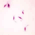 Zoomastigotes Giardia Leishmania Trichonomas Trypanosoma Microscope Slides