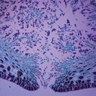 Fucus Male Conceptacle, section 12 um, Microscope Slide