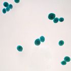 Chlamydomonas Microscope Slides, w.m.