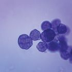 Pandorina, w.m. Microscope Slide