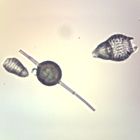 Radiolaria Slide, w.m.