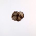 Foraminifera Slide, w.m.