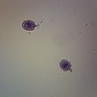 Didinium, w.m. Microscope Slide