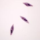 Introduction to Protista: Paramecium