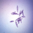 Spirostomum W M Microscope Slide