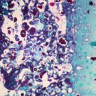 Physarum Microscope Slides, sec. Thin
