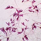 Allomyces Microscope Slides, w.m.