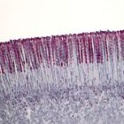 Cup Fungus Apothecium, sec., 12 &#181;m Microscope Slide
