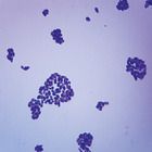Saccharomyces Budding Cells, w.m. Microscope Slide
