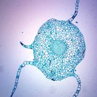 Moss Gametophyte Stem C S Microscope Slide