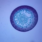 Moss Seta, c.s., 12 &#181;m Microscope Slide
