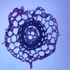 Fern Root, c.s., 12 &#181;m Microscope Slide