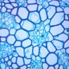 Lycopodium Stem, c.s., 12 &#181;m Microscope Slide