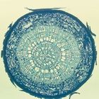 Basswood Root, c.s., 12 &#181;m Microscope Slide